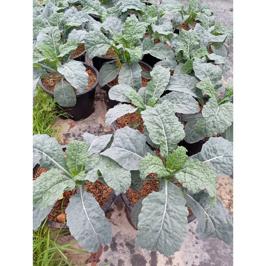ต้นพันธุ์ เคลไดโน เคลไดโนเสาร์ ถุงดำ 29 บาท พร้อมปลูก Lacinato Kale  ราชินีของผักใบเขียว dino kale เคลใบยาว  ปลูกง่าย ราคา ถูกที่สุด ดีลบีเคเค แกลเลอรีภาพที่ 4