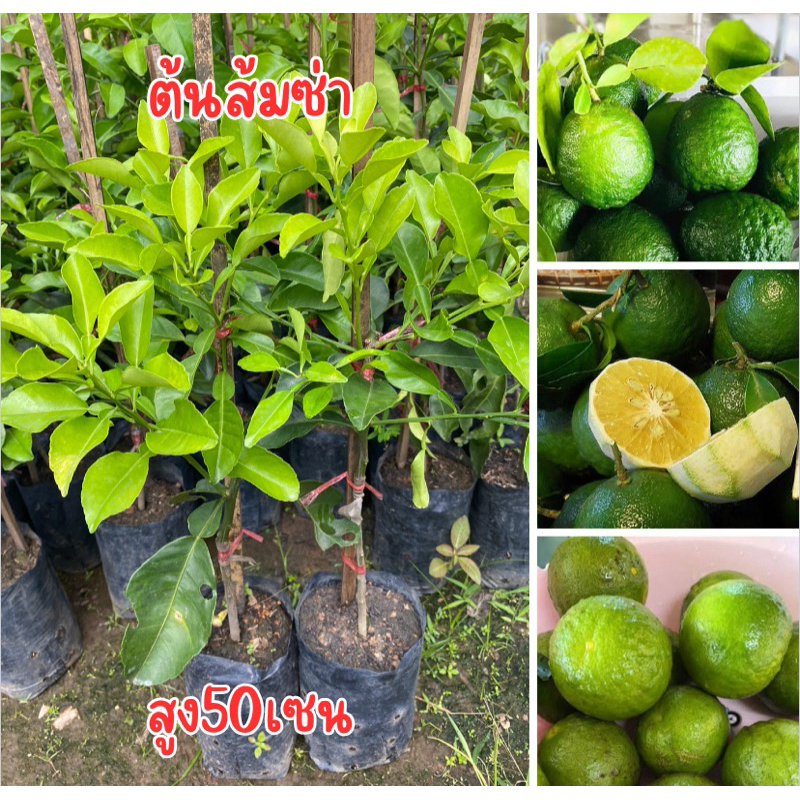 ต้นส้มซ่า เสียบยอด สูง50เซน พร้อมส่ง พร้อมปลูก