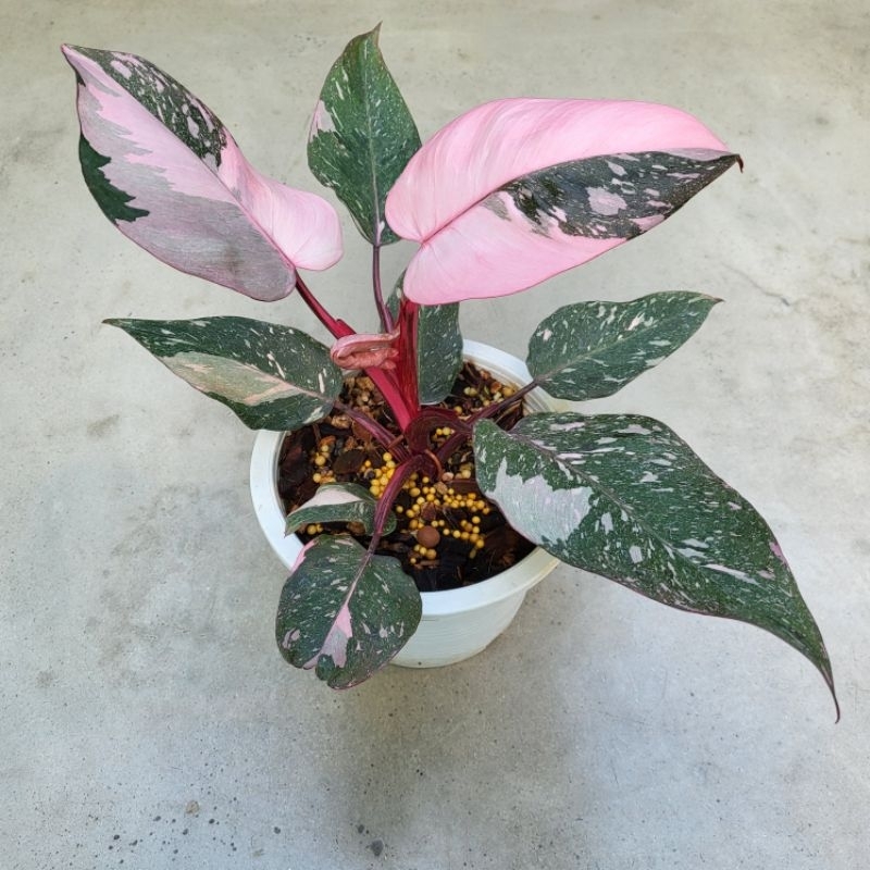 Philodendron Pink Princess "Galaxy" ฟิโลเดนดรอน เจ้าหญิงสีชมพู "กาแล็กซี่" ด่างกระจาย สวยหวานทุกใบ