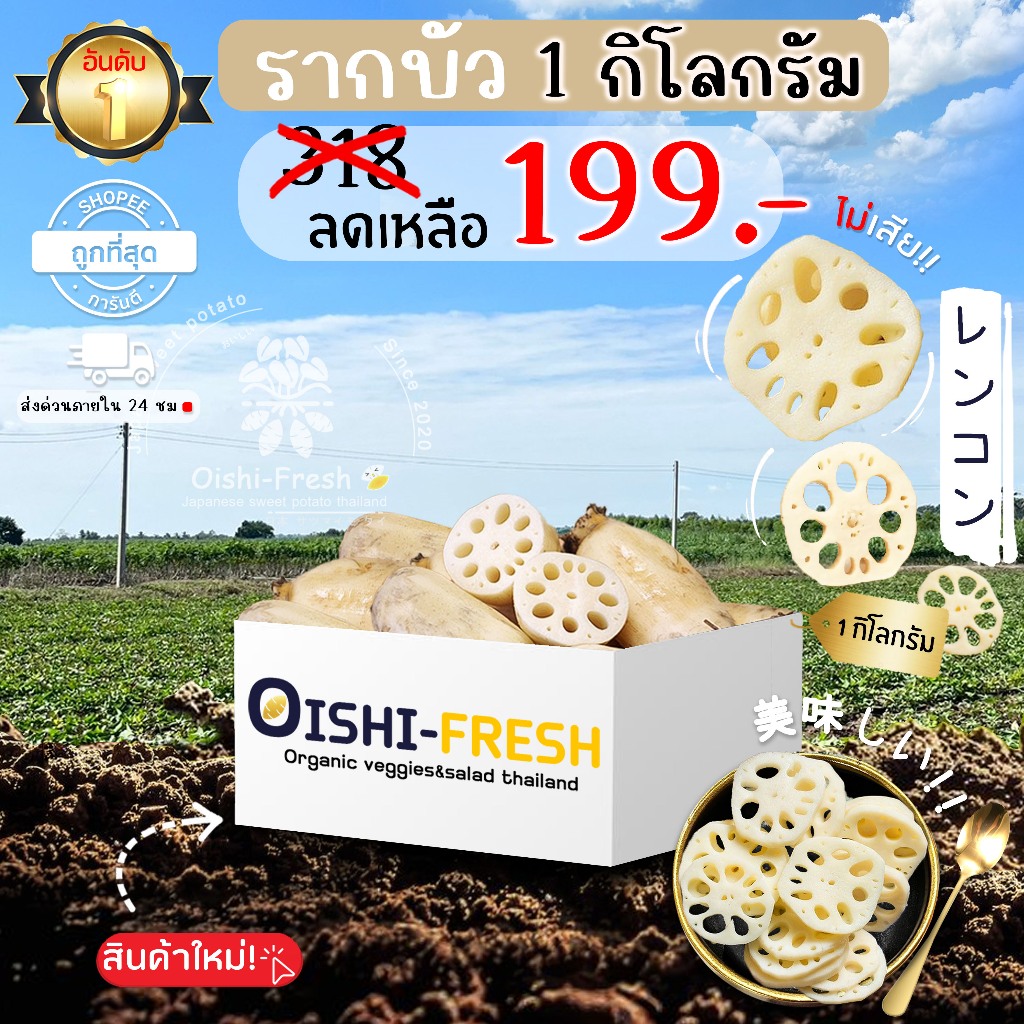 🛒Oishi-Fresh 🥬รากบัว ปลอดสารพิษ 1 กก. รสชาติกรอบ สด ใหม่ ใยอาหารสูง หวานออร์แกนิค เคลมได้ 1-2 วัน