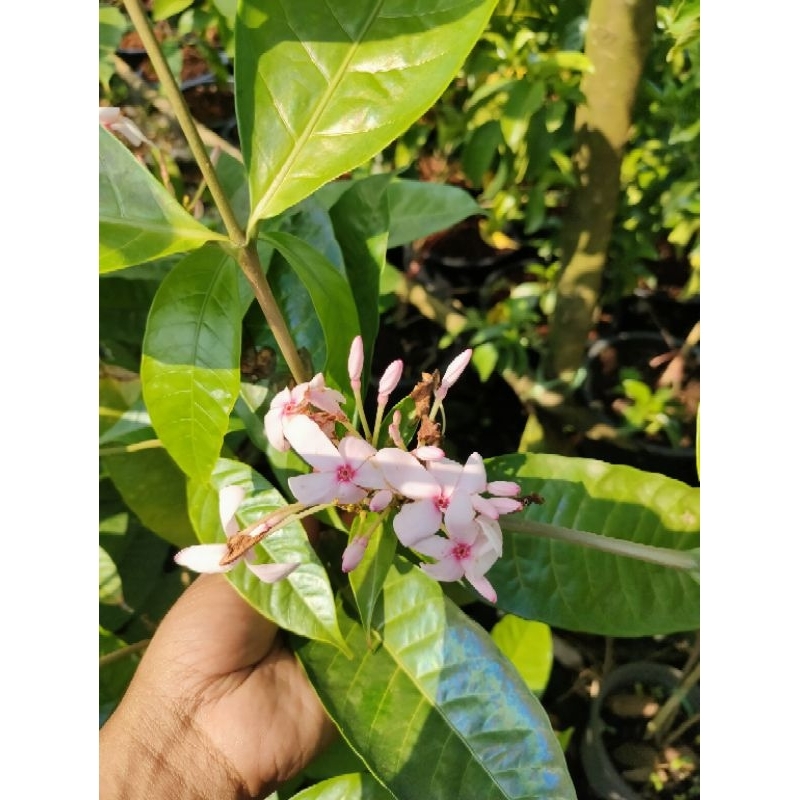 ต้นพุดชมพูหรือต้นเข็มอุณากรรณ(งานกระถาง10นิ้ว)(Kopsia fruticosa)#ดอกสวยมาก ดอกอกตลอด