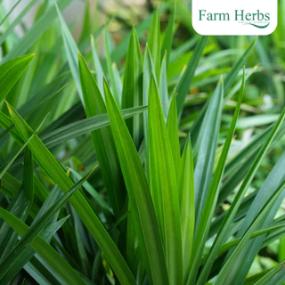 ใบเตยผง ตรา ฟาร์มเฮิร์บ Pandan Powder FarmHerbs Brand 1 กิโลกรัม กลิ่นหอม ไม่แต่งกลิ่น สีธรรมชาติ