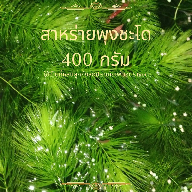 🍀สาหร่ายพุงชะโด🍀 สด สะอาด จากบ่อในฟาร์ม ไม่ได้ไปเก็บมาจากห้วยหนองคลองบึง✌️(พื้นที่ห่างไกลอาจจะเน่าได้ควรพิจารณาก่อนสั่ง)