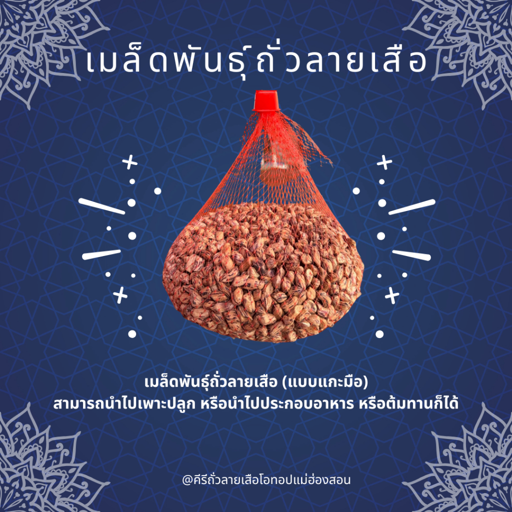 เมล็ดพันธุ์ถั่วลายเสือดิบ เหมาะสำหรับนำไปปลูกหรือนำไปประกอบอาหาร ก็ได้ครับ