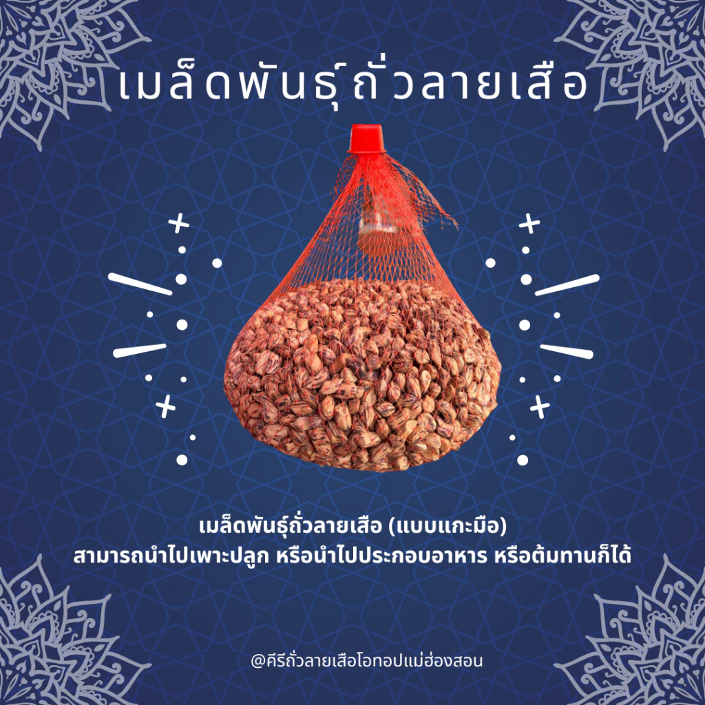 เมล็ดพันธุ์ถั่วลายเสือดิบ เหมาะสำหรับนำไปปลูกหรือนำไปประกอบอาหาร ก็ได้ครับ