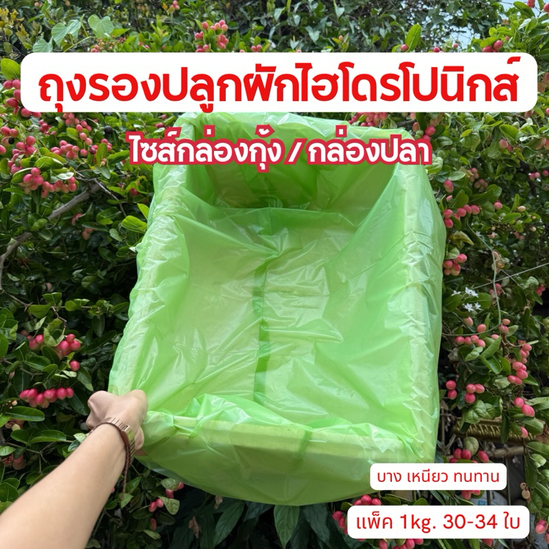 ถุงรองผักไฮโดร ถุงปลูกผัก ถุงใส่ผักเเพ็คเเพ็คใส่กล่องโฟม รุ่นเน้นจำนวนใบ ส่งจากโรงงานผลิตเอง พร้อมส่ง