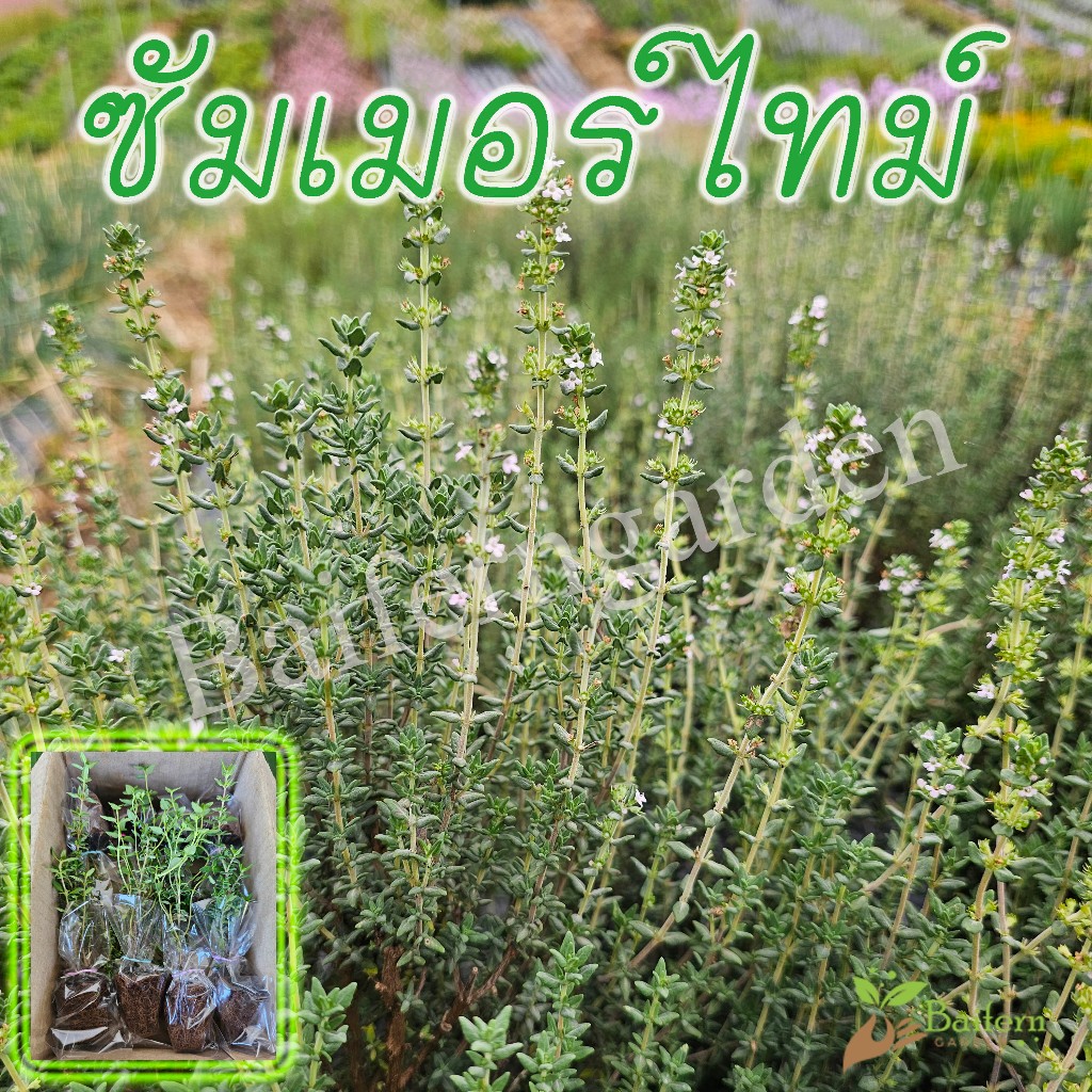 ต้นกล้าซัมเมอร์ไทม์ สมุนไพรฝรั่ง