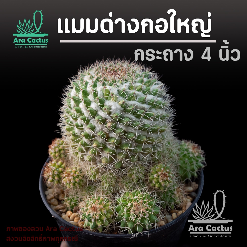 ต้นใหญ่! แมมมาร์คเซียน่าด่างเล็กน้อย ฟอร์มกอ Mammillaria marksiana variegated ไซส์กระถาง 4 นิ้ว แคคตัสสวยๆ กระบองเพชรสวย