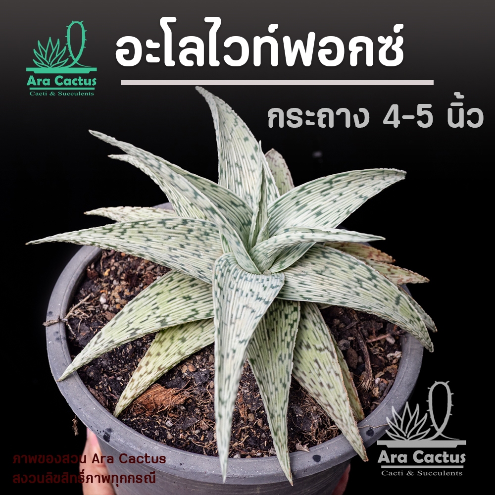 สวนขายเอง! ว่าน อะโลจิ้งจอกขาว Aloe White Fox ไซส์กระถาง 5-8 นิ้ว ต้นไม้ประดับ อวบน้ำ ไม้ฟอกอากาศ
