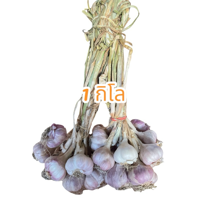 กระเทียมไทยม่วงแบบแห้งมีรากขนาด 1กิโล