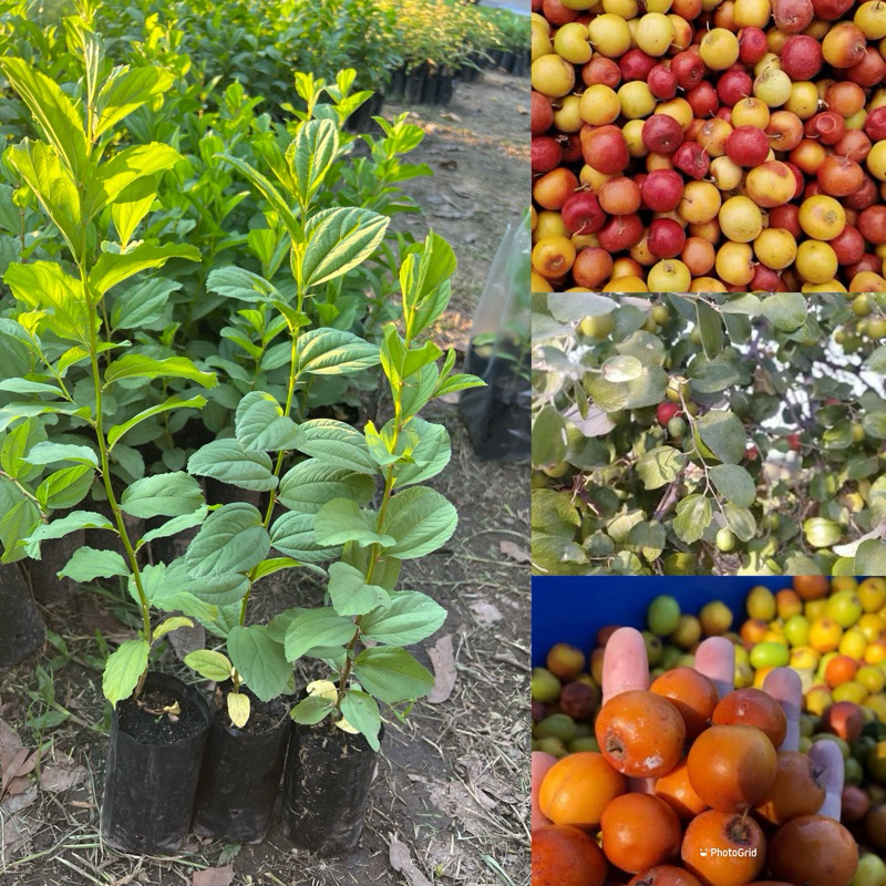 ต้นพุทราป่า (จัดชุด4ต้น)