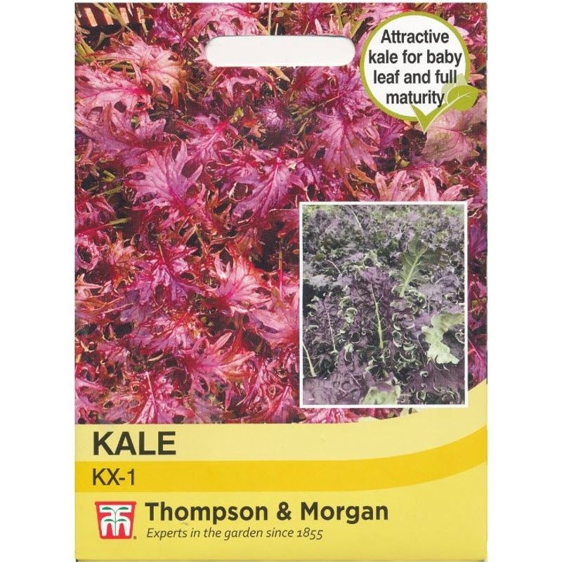 🇬🇧 เมล็ดพันธุ์ KX -1 Kale  เคเอ็กซ์-วัน เคล จำนวน 150 เมล็ด