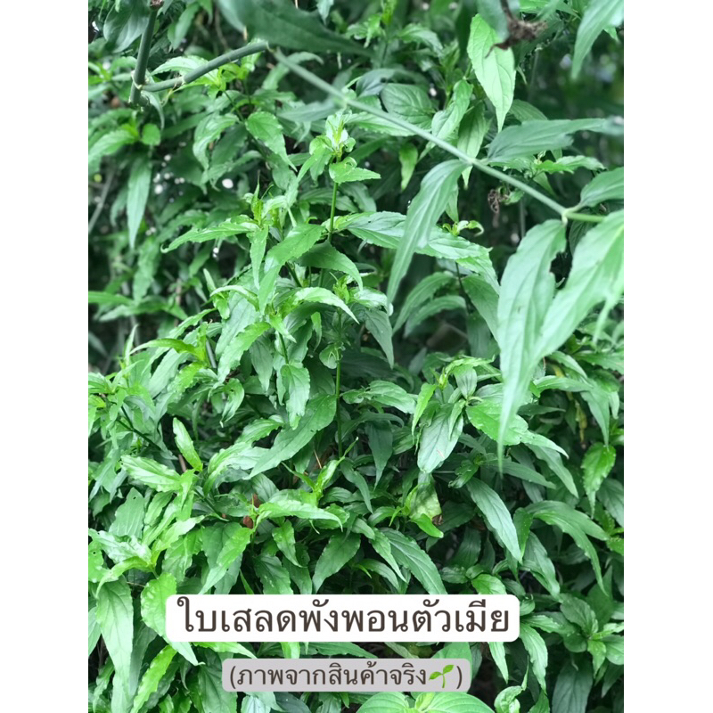 ใบเสลดพังพอนตัวเมีย(100กรัม)89฿  ปลอดสารพิษ💯