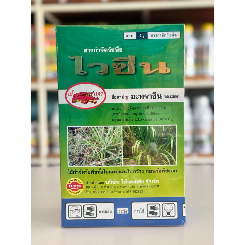 ไวซีน คุมฆ่าหญ้าในไร่ข้าวโพด อ้อย (ฉีดทับได้)
