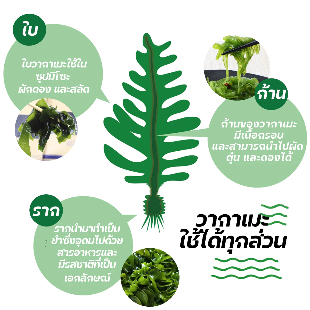 สาหร่ายวากาเมะอบแห้ง 1kg thumbnail 6