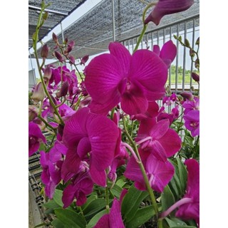 กล้วยไม้ หวายกระถาง ติดดอกทุกต้น​ (สีตามภาพ)​