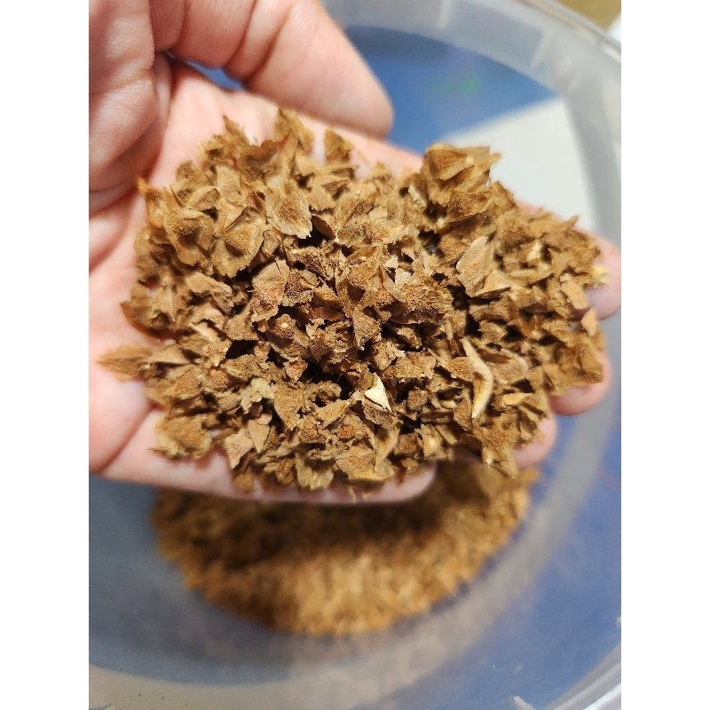 ++โปร 1 แถม 1++เมล็ด Boswellia sacra หรือ กำยานโอมาน เมล็ดใหม่ เมษา 68