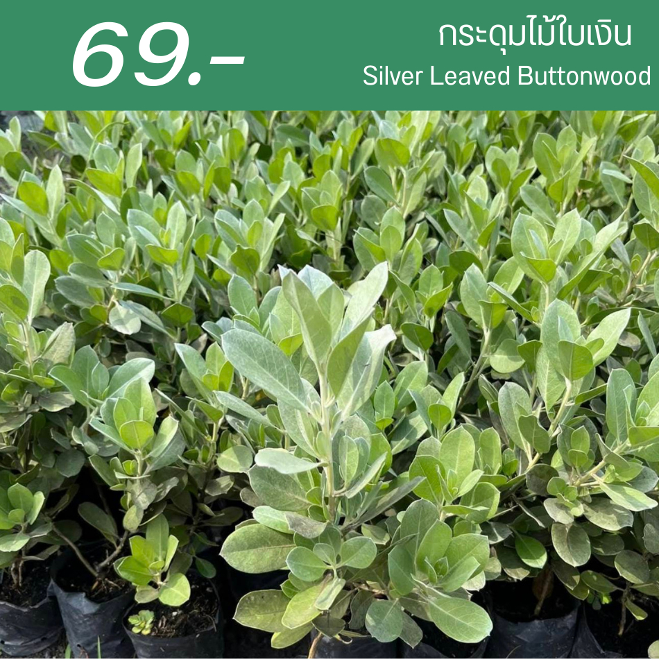 กระดุมไม้ใบเงิน Silver Leaved Buttonwood (1ต้น) ไซส์เล็กถุงชำ ขนาด 30-80ซม. รากแน่น พร้อมปลูก