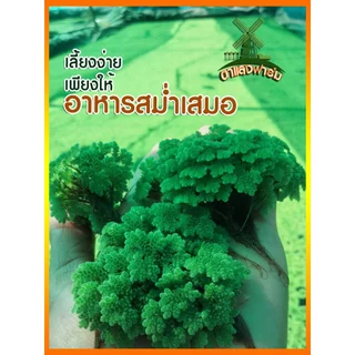 แหนแดงแม่พันธุ์ พร้อมส่ง เกรดAAA ราคาถูก