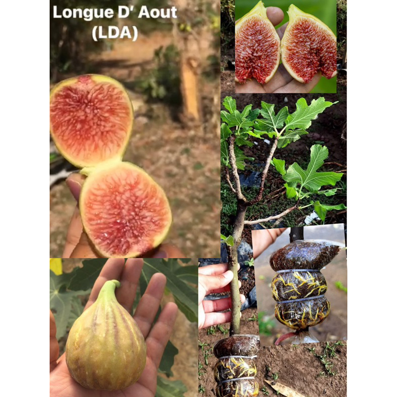 กิ่ง LLongue d’Aout Fig (aka LDA)  ลองก์ ดาอูต์ ฟิก (หรือเรียกอีกอย่างว่า LDA)
