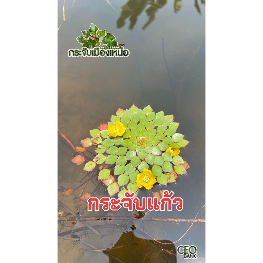 ต้นกระจับแก้ว 10 ต้น - กระจับเมืองเหน่อ