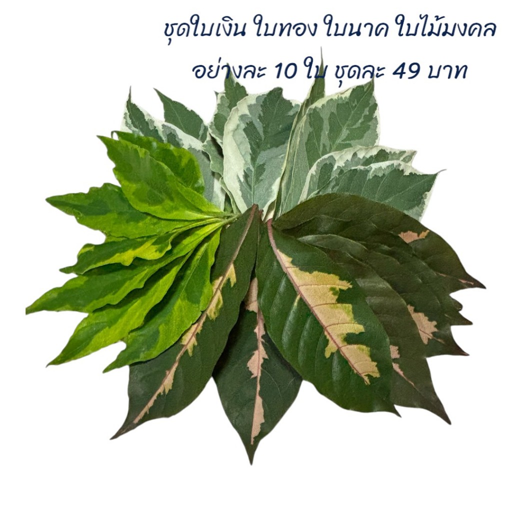 ชุดใบเงิน ใบทอง ใบนาค ไม้มงคล ชุดละ 49 บาท