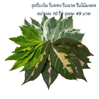 ชุดใบเงิน ใบทอง ใบนาค ไม้มงคล ชุดละ 49 บาท