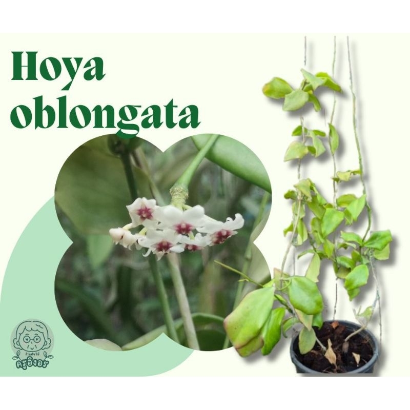 Hoya ต้นไม้เลี้ยงง่าย (Hoya oblongata)