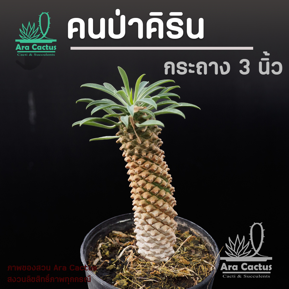 สวนขายเอง! ยูโฟเบียคิริน Euphorbia Sotetsu Kirin ไซส์กระถาง 3 นิ้ว แคคตัสสวยๆ กระบองเพชร ต้นไม้ประดั