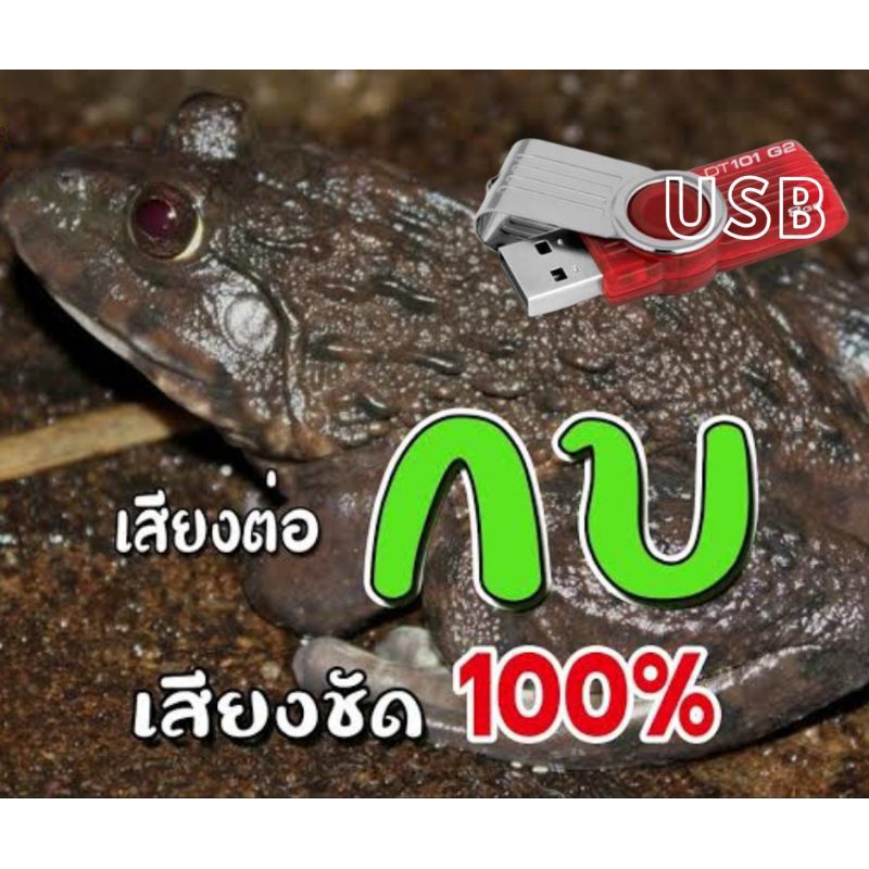 เสียงกบเสียงต่อกบusdต่อกบเสียงกบนาต่อได้นาน600นาที10 ชั่วโมง