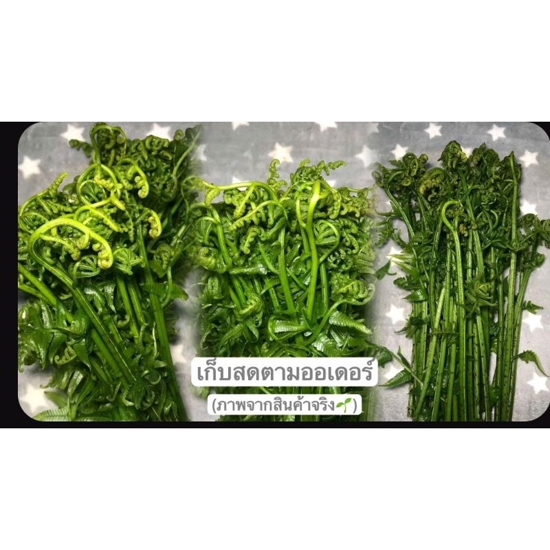 ยอดผักกูดสดๆของกินหายาก สดๆปลอดสารพิษ ราคาถูก 500 กรัม 69บาท