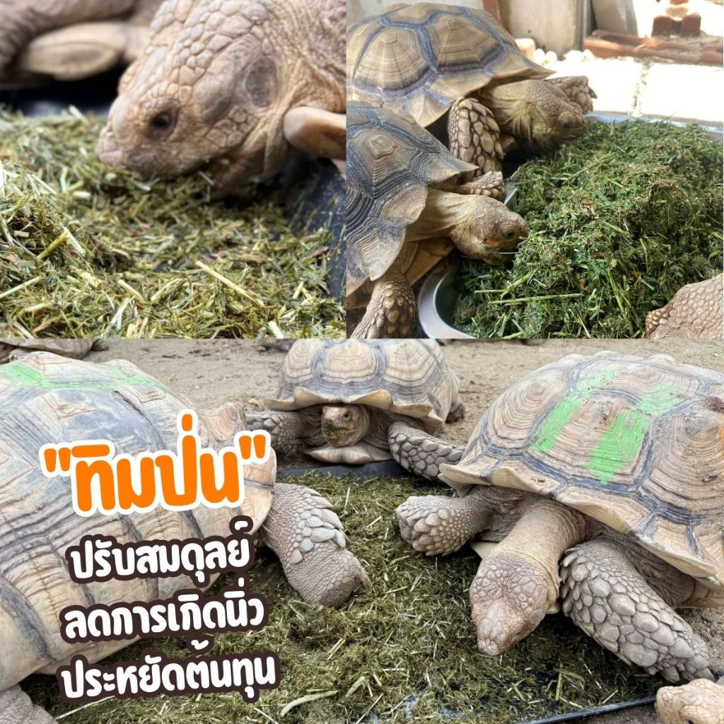 🐢✨หญ้าทิมโมธีป่น (Ground Hay) เกรดพรีเมียม อัลฟาฟ่าป่น โอ๊ตป่นหยาบ สำหรับเต่าบก อาหารเต่าบกSulcata, Leopard, Aldabra