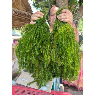สาหร่ายหางกระรอก ใส่บ่อปลา อ่างปลา ที่หลบภัยของสัตว์น้ำ ปลูกเองขายเอง