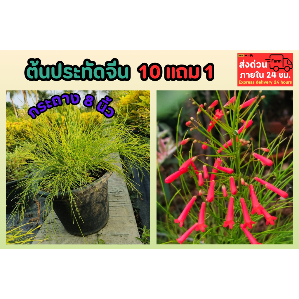 ต้นประทัดจีน กระถาง 8 นิ้ว บ้านและสวน ไม้ดอก ไม้ประดับ ตกแต่งสวน ไร่ ไม้พุ่ม  ปลูกง่าย ต้นไม้ฟอกอากาศ ปลูกรั้วบ้าน