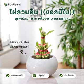 ไผ่กวนอิม 3 ชั้น ขนาดใหญ่ ((รุ่นมีใบงอก) )กระถาง 4 นิ้ว ต้นไม้มงคล วางประดับหิ้งพระ โต๊ะทำงาน
