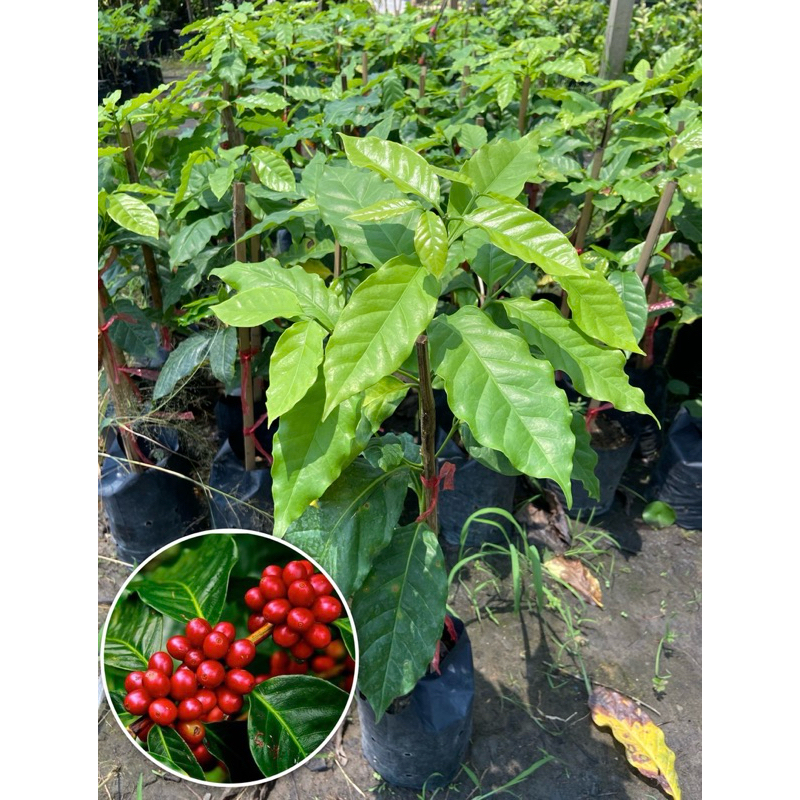 ต้นกาแฟอาราบิก้า ต้นเตี้ย ติดผลดก (สูง 30-50cm) รากแน่น พร้อมปลูก