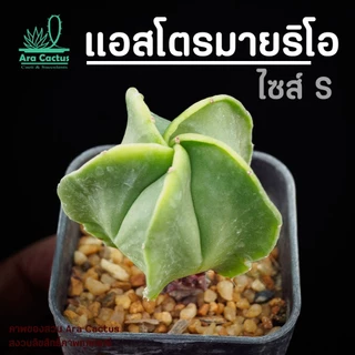 แคคตัสราคาถูก ส่งทั้งกระถาง 15 บาททุกต้น ครบ8ต้นมีแถม ตะบองเพชร สวยๆ cactus กระบองเพชรราคาถูก แคนตัส