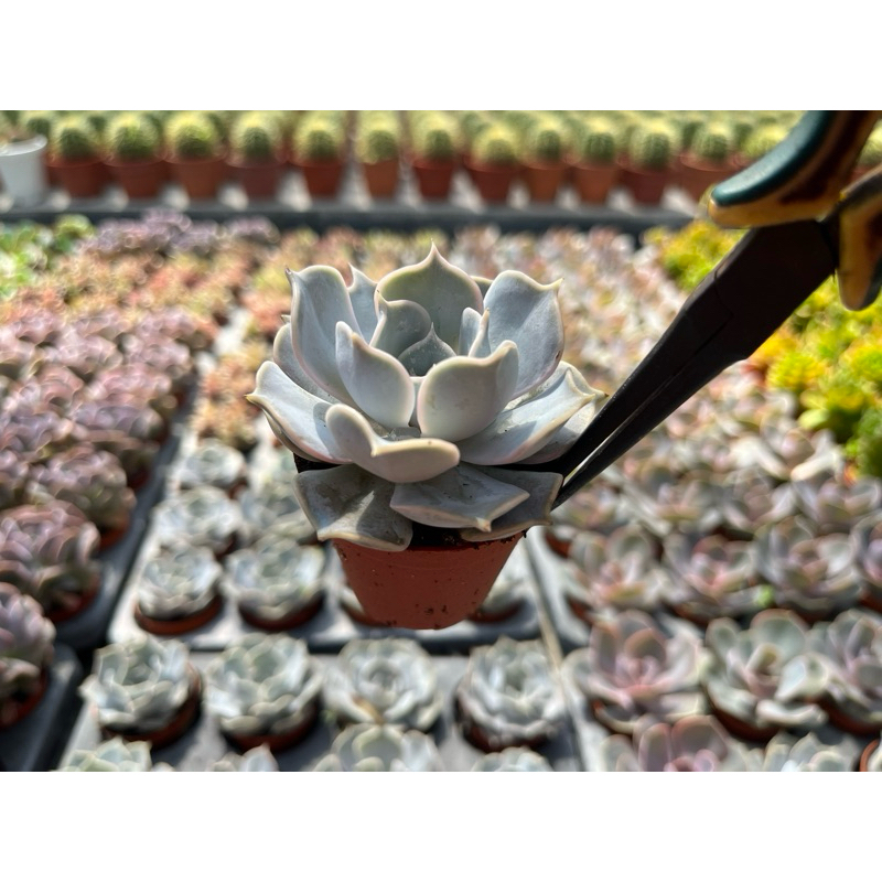 Echeveria Lilacina ไม้นวลแสนหวาน