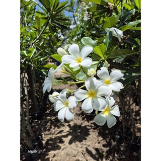 ต้นลีลาวดีขาวพวง Plumeria ดอกสีขาว และมีสีอื่นๆทักแชทค่ะ สูง…