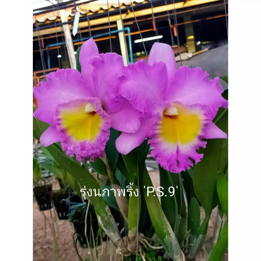 กล้วยไม้แคทลียา รุ่งนภาพริ้ง PS9