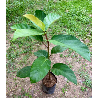 ต้นมะเดื่อฉิ่ง ลูกฉิ่ง ผลดกมาก กรอบอร่อย (สูง 40-60cm) รากแน่น พร้อมปลูก