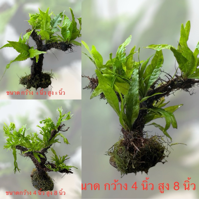 เฟิร์นพันกิ่งไม้ (เป็นต้นไม้) มีหลายสายพันธ์ุ