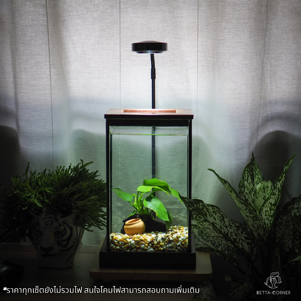 Betta Corner’s tank set 550 บาท ตู้ปลามินิมอล ตู้ปลากัด