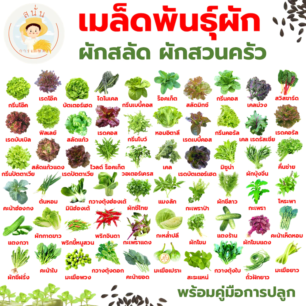 ส่งด่วน เมล็ดพันธุ์ ผักสลัด ผักสวนครัว กรีนโอ๊ค เรดโอ๊ค บัตเตอร์เฮด เรดคอส กรีนคอส เบบี้คอส เคล ฯลฯ