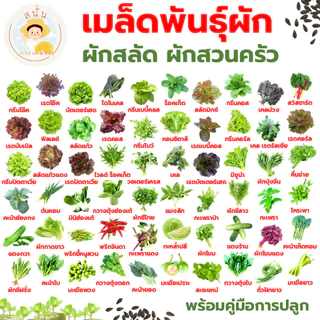 ส่งด่วน เมล็ดพันธุ์ ผักสลัด ผักสวนครัว กรีนโอ๊ค เรดโอ๊ค บัตเตอร์เฮด เรดคอส กรีนคอส เบบี้คอส เคล ฯลฯ