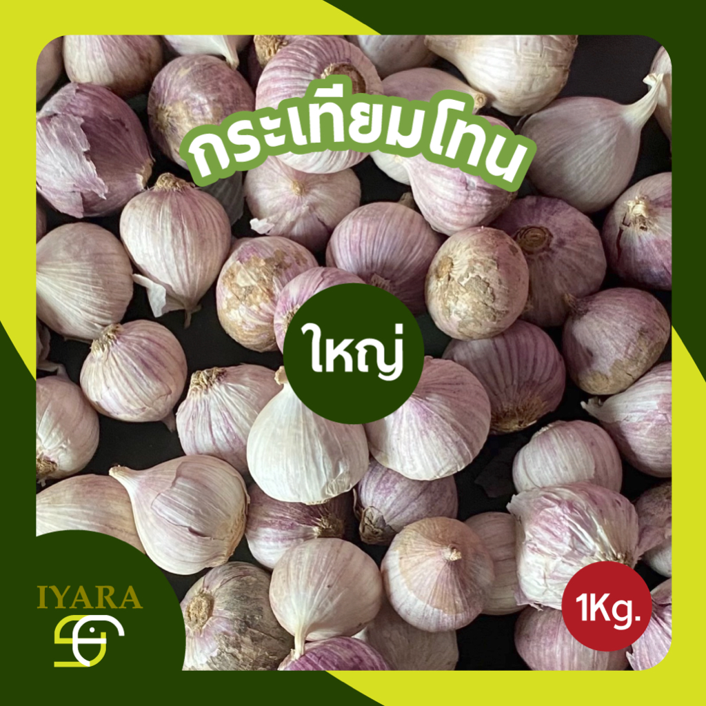 กระเทียมโทน ไซส์มาตรฐาน ขนาด 500g/1kg