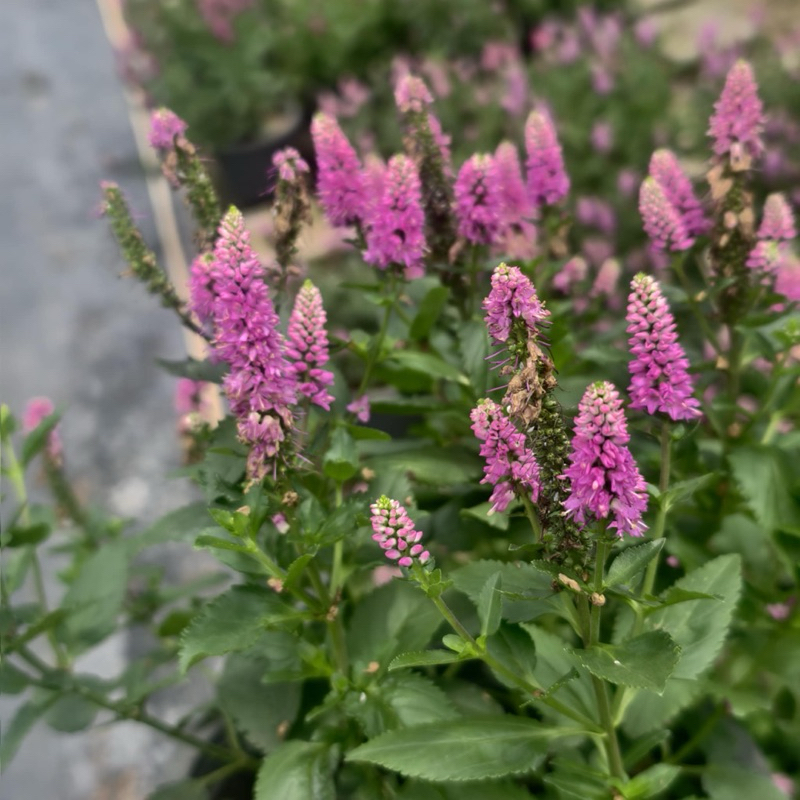 New ต้น Veronica spicata เวโรนิก้า สปิคาต้า ไม้ประดับแต่งสวน กระถาง 8 นิ้ว