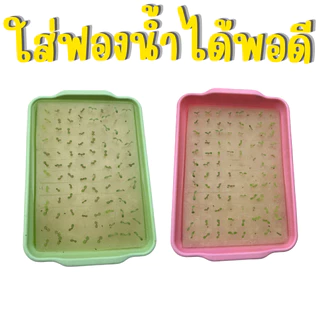 ถาดเพาะ ใส่ฟองน้ำได้พอดี ถาดยกโหล 12 ชิ้น ถาดเพาะต้นกล้า (*แบบคละสี*)