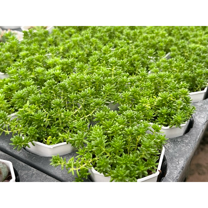 Sedum sexangulare (Tasteless stonecrop) กุหลาบหินไม้อวบน้ำขนาด 2 นิ้ว - รูปที่ 7