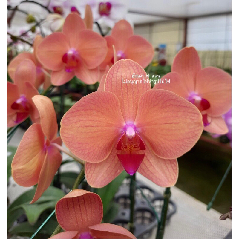 ซื้อครบ 10 ต้น แถม 1 ต้น กล้วยไม้ฟาแลนนอปซิส ขนาด 2.5 นิ้ว (รหัสสี My52 ดอกกลาง) ไม่แทงช่อ ดอกบานนาน3-4เดือน